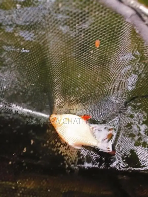Tinfoil Barb Fish
