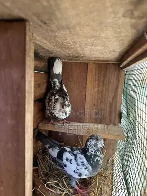 Pigeon