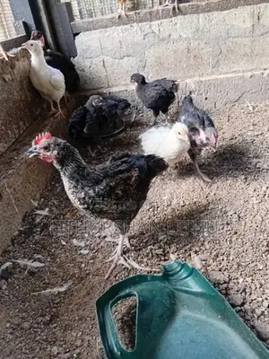 Country Hens