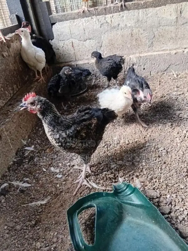 Country Hens
