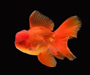 ORANDA GOLDFISH