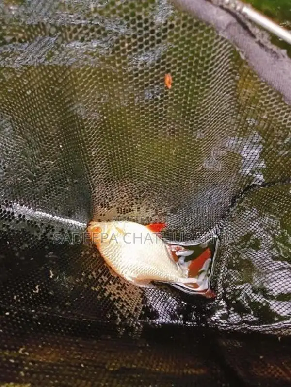 Tinfoil Barb Fish