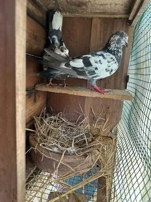 Pigeon