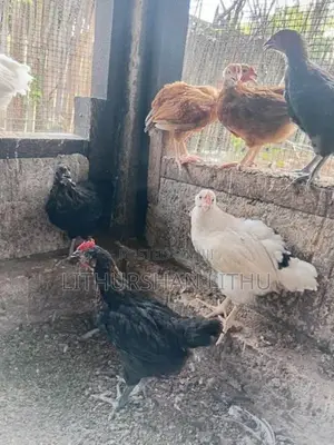 Country Hens