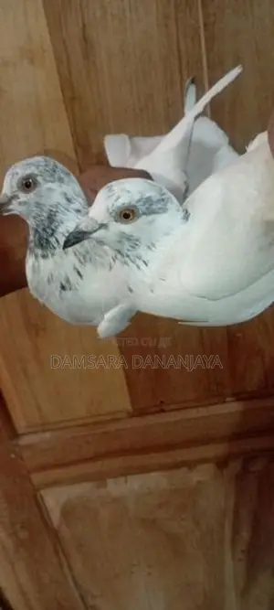 Indiyan pigeons