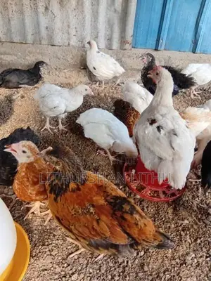 Country Hens