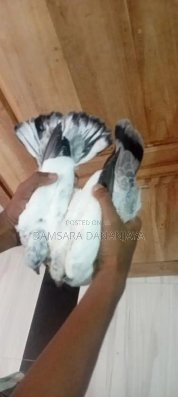 Indiyan pigeons