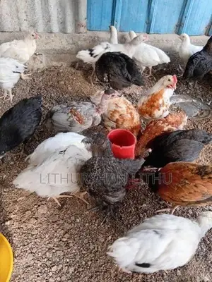 Country Hens