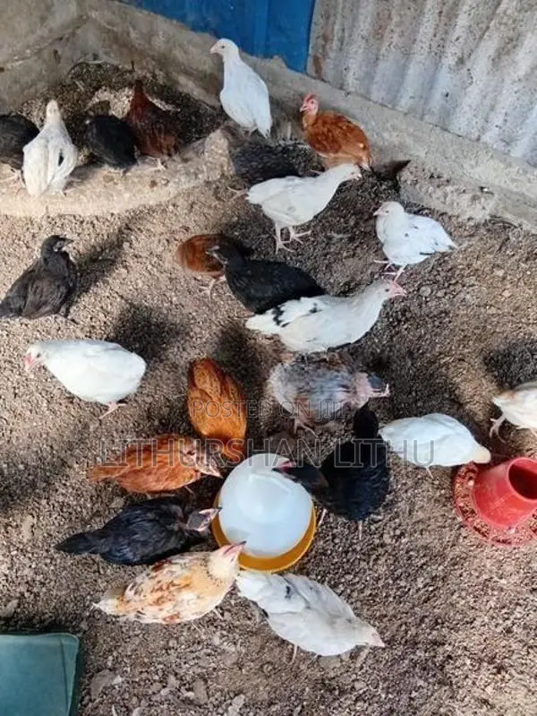 Country Hens