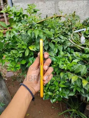 ZTE nubia Neo 3 (Used)