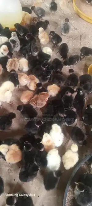 කුකූල් පැටවු கோழி குஞ்சு