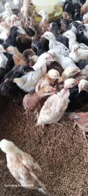 කුකූල් පැටවු கோழி குஞ்சு