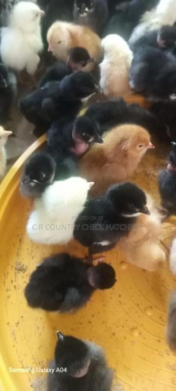 කුකූල් පැටවු கோழி குஞ்சு