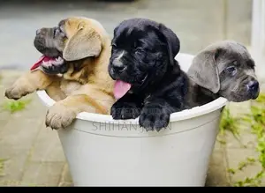 Cane Corso Puppies