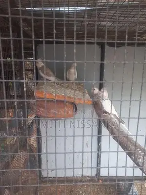 White Face Cockatiel Bird