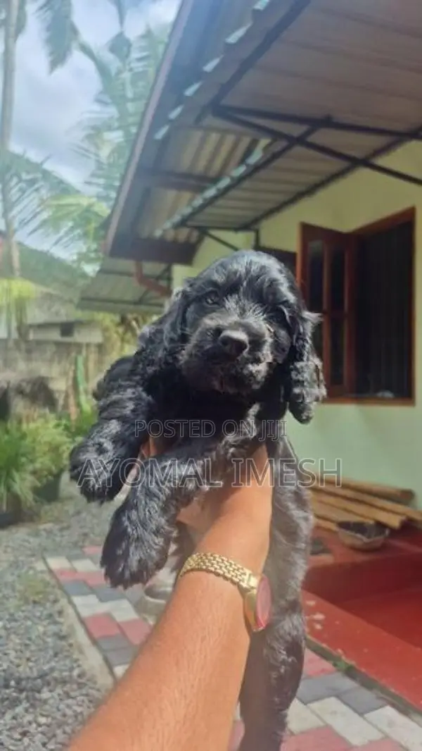 Cocker Spaniel Puppy