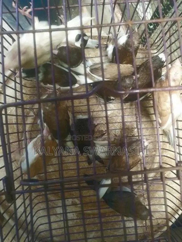Finches Birds