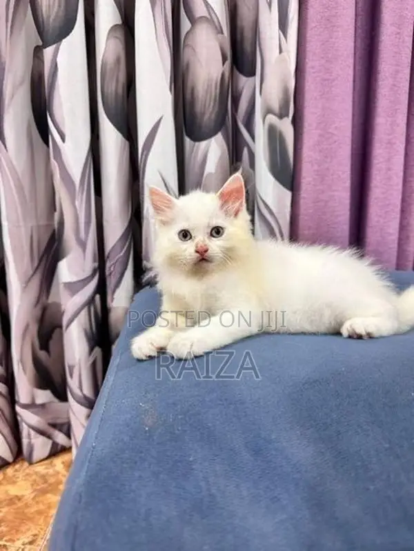 Persian Cat