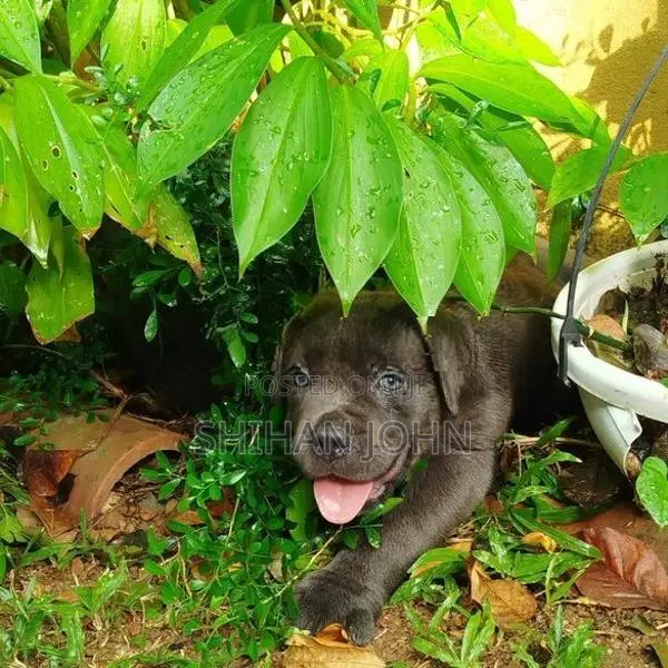 Cane Corso Puppies