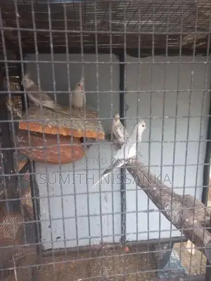 White Face Cockatiel Bird