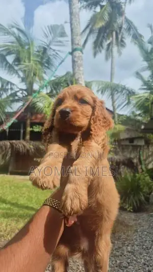 Cocker Spaniel Puppy