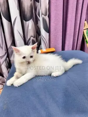 Persian Cat