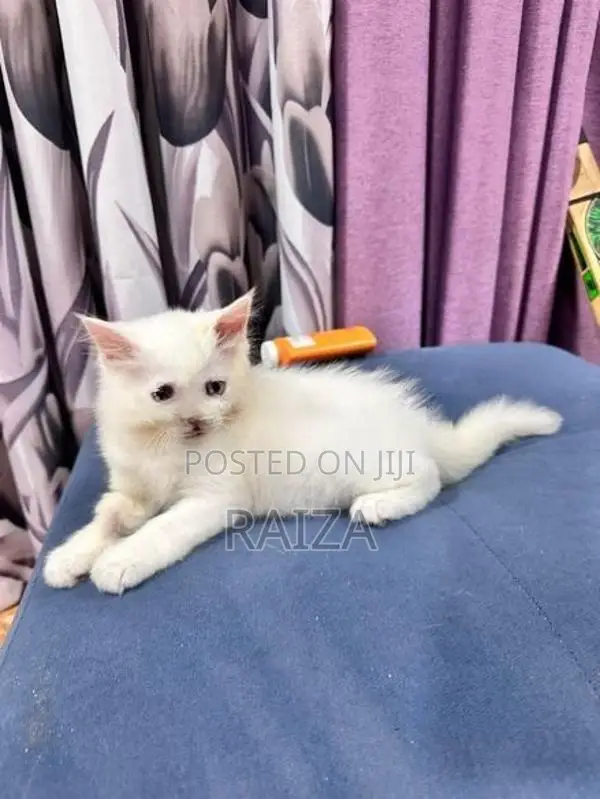 Persian Cat