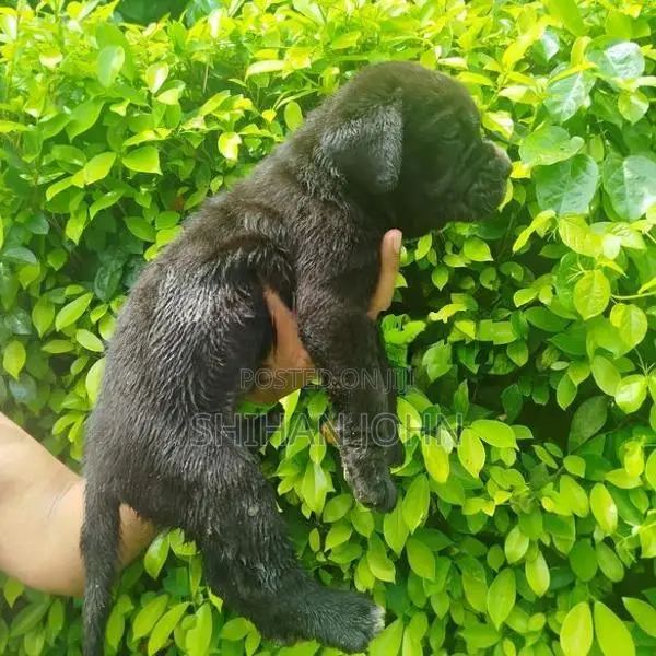 Cane Corso Puppies