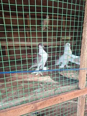 Pigeons