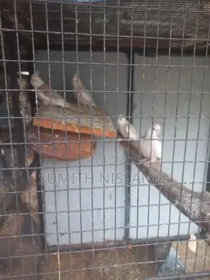 White Face Cockatiel Bird