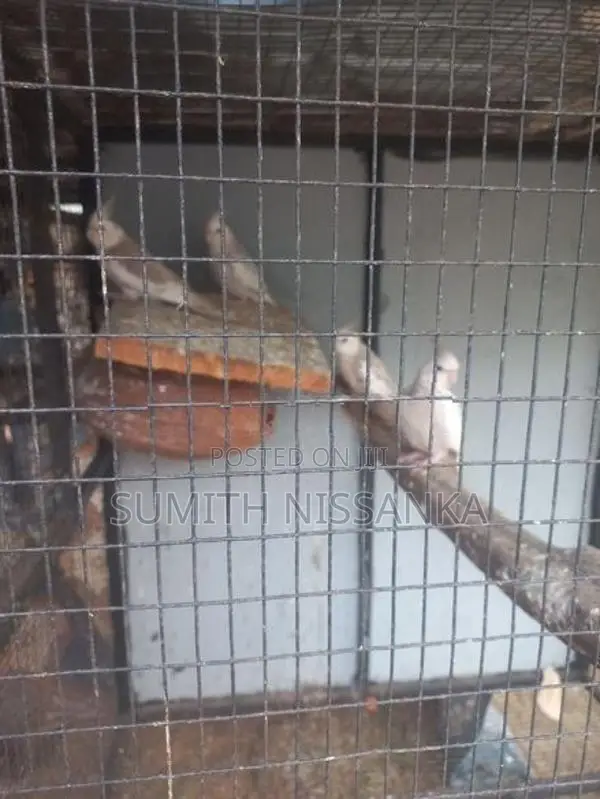 White Face Cockatiel Bird