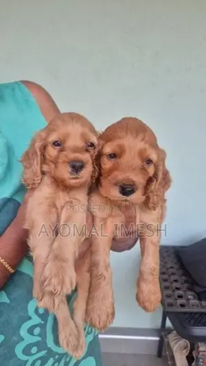 Cocker Spaniel Puppy