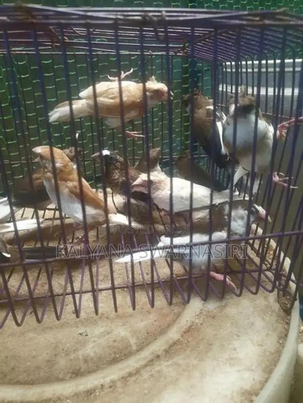 Finches Birds