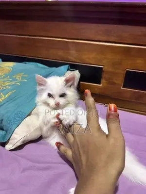 Persian Cat