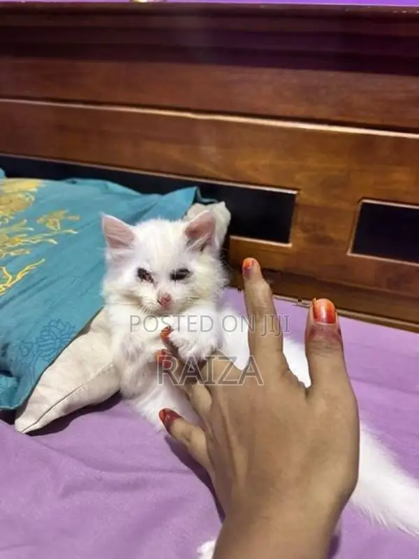 Persian Cat