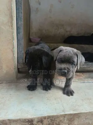 Cane Corso Puppies