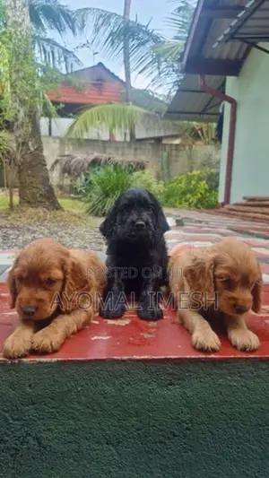 Cocker Spaniel Puppy
