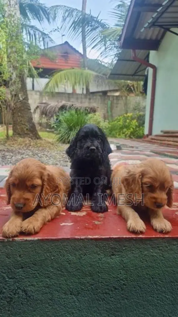 Cocker Spaniel Puppy