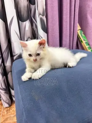 Persian Cat