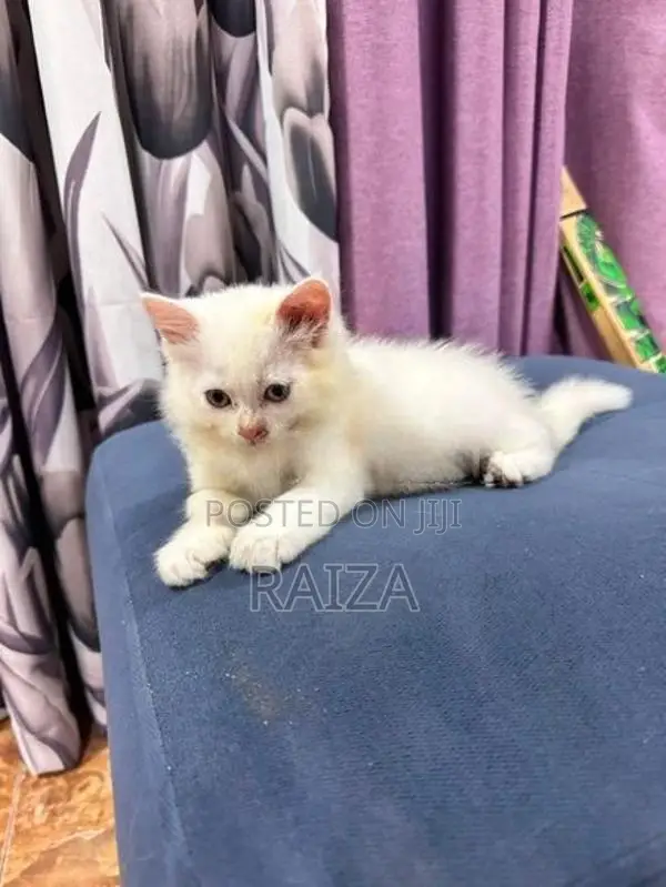 Persian Cat