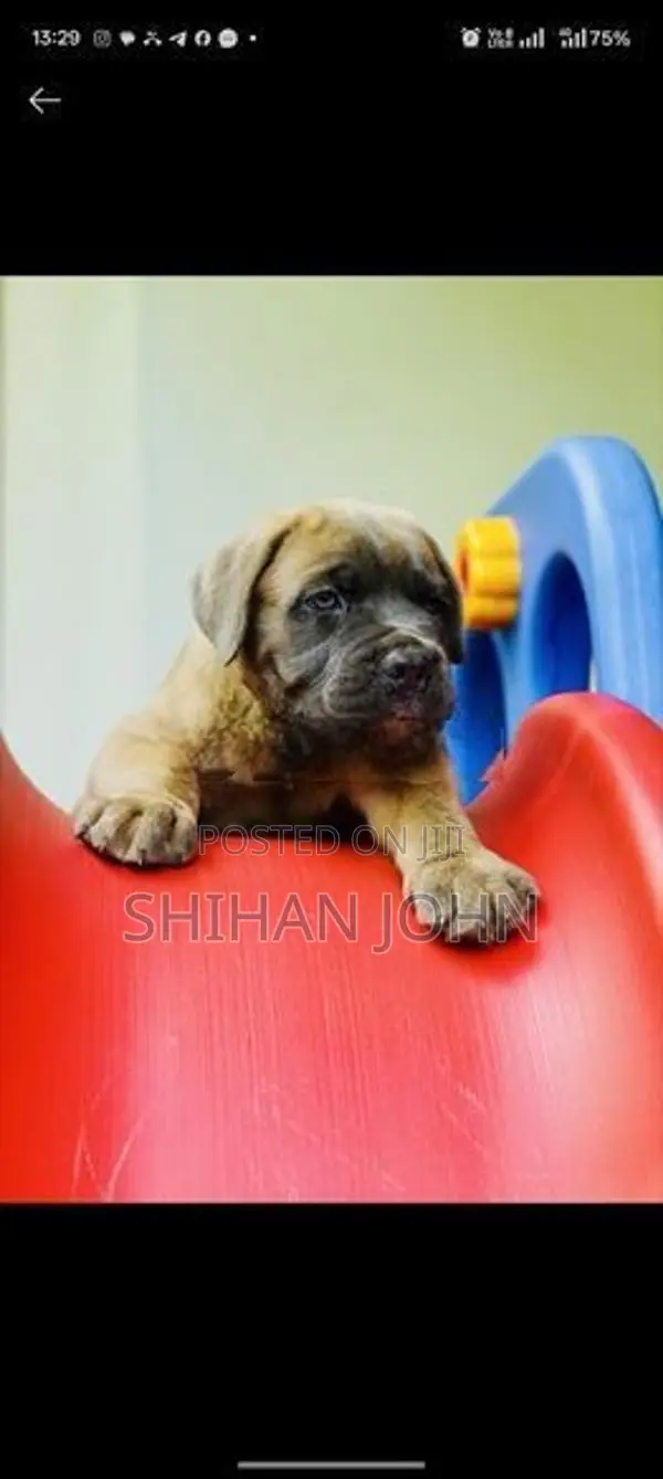 Cane Corso Puppies