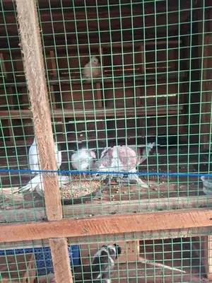 Pigeons