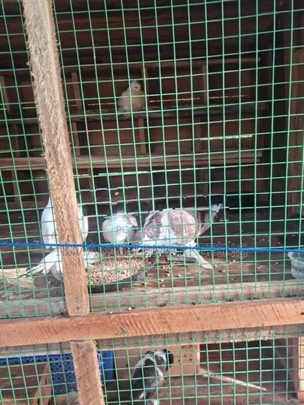 Pigeons