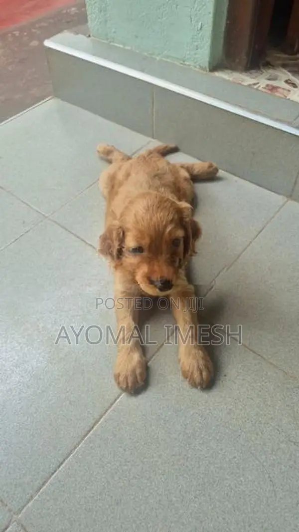 Cocker Spaniel Puppy