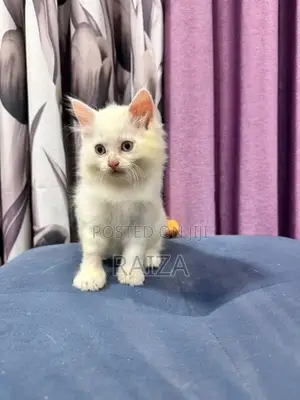 Persian Cat