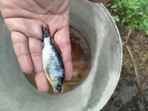 Carp Fish