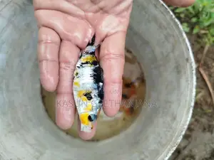Carp Fish