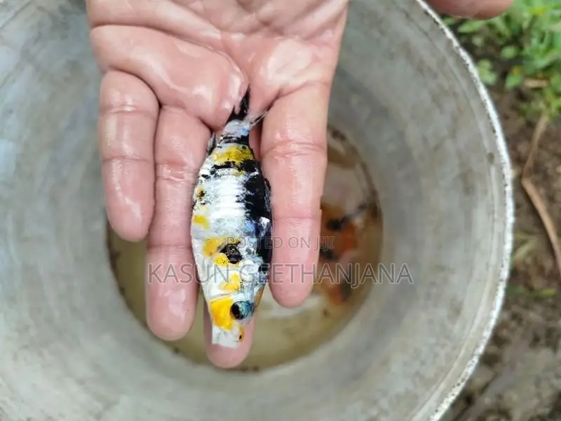 Carp Fish