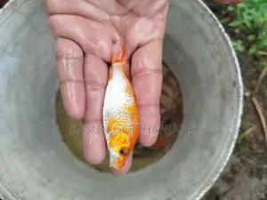 Carp Fish