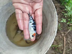 Carp Fish